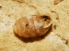 Pupilla sp.