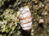 Pupilla sp.