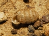 Pupilla triplicata