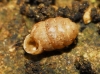 Pupilla triplicata