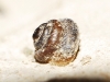 Pyramidula pusilla Pyramidula pusilla