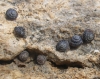 Pyramidula pusilla Pyramidula pusilla