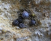 Pyramidula pusilla Pyramidula pusilla