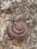 Pyramidula pusilla Pyramidula pusilla