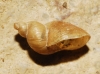 Quickella arenaria