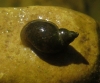 Radix balthica Radix balthica