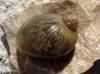 Radix balthica Radix balthica