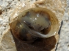 Radix balthica Radix balthica