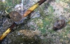 Radix balthica Radix balthica
