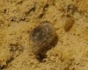 Radix balthica Radix balthica