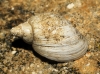 Radix balthica Radix balthica