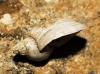 Radix balthica Radix balthica