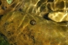 Radix balthica Radix balthica