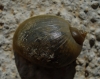 Radix balthica Radix balthica