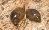 Radix balthica y Physella acuta Radix balthica y Physella acuta