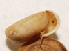 Suboestophora tarraconensis