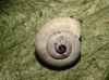 Theba pisana pisana