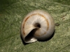 Theba pisana pisana