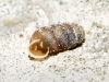 Truncatellina callicratis