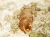 Truncatellina callicratis