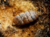 Truncatellina callicratis