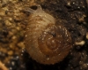 Vallonia costata Vallonia costata