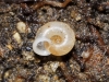Vallonia pulchella Vallonia pulchella