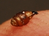 Vertigo pygmaea Vertigo pygmaea