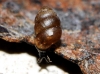 Vertigo pygmaea Vertigo pygmaea