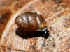 Vertigo pygmaea Vertigo pygmaea