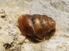Vertigo pygmaea