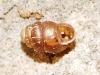 Vertigo pygmaea Vertigo pygmaea