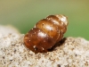 Vertigo pygmaea Vertigo pygmaea