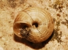 Xerocrassa geyeri Xerocrassa geyeri