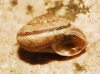 Xerocrassa geyeri Xerocrassa geyeri