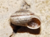 Xerocrassa geyeri