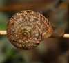 Xerocrassa subrogata