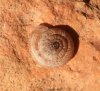 Xerocrassa subrogata