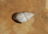 Zebrina detrita