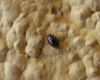 A identificar A identificar