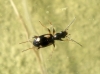 Bembidion (Nepha) genei hispaniae Bonavita y Vigna-Taglianti, 2010