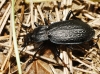 Carabus (Macrothorax) rugosus Fabricius, 1775