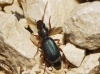 Cymindis (Menas) miliaris (Fabricius, 1801)