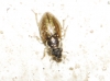 Ochthebius sp. ? 1d3, Hydraenidae