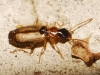 Philorhizus melanocephalus (Dejean, 1825)