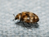 Anthrenus cf. verbasci Anthrenus cf. verbasci