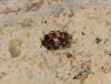 Anthrenus verbasci Anthrenus verbasci