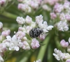 Anthrenus cf. verbasci Anthrenus cf. verbasci