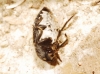 Dermestes (Dermestinus) sardous sardous Kuester, 1846