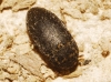 Dermestes (Dermestinus) sardous sardous Kuester, 1846